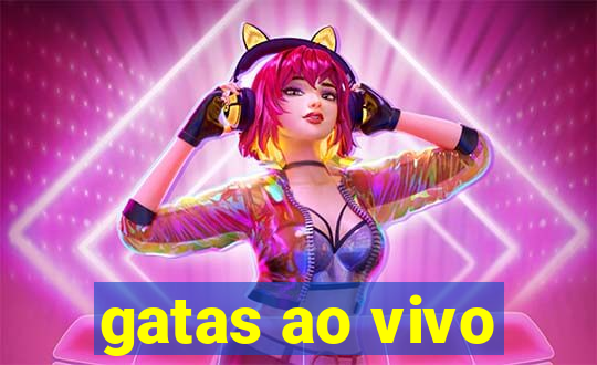 gatas ao vivo